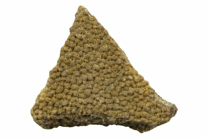 Fossil Dinosaur Egg Shell Fragments - France - Photo 1